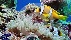Nemo clown fish in the anemone on the colorful healthy coral reef. Anemonefish nemo couple swimming underwater. Red Sea