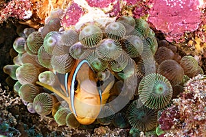 Nemo clown fish in an anemone on coral reef