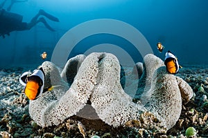 Nemo clown fish in an anemone on coral reef