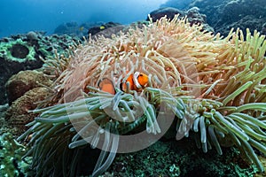 Nemo clown fish in an anemone on coral reef