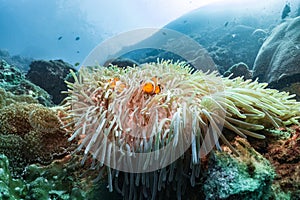 Nemo clown fish in an anemone on coral reef