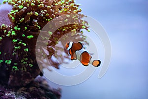 Nemo clown fish in aquarium, light background