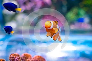 Nemo clown fish in beautiful coral reef