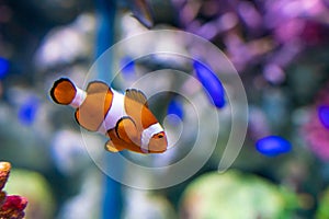 Nemo clown fish in beautiful coral reef