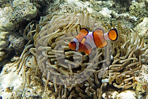 Nemo (clownfish, anemonefish, Amphiprioninae)