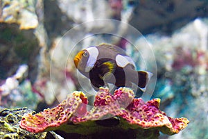 Nemo clownfish