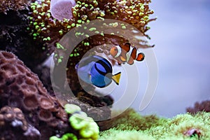 Nemo clownfish and Dori surgeon fish together in aquarium