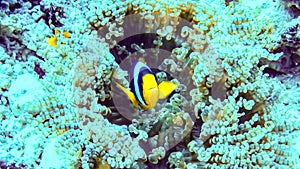 Nemo, clownfish over an anemone, Maldives.