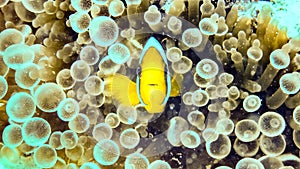 Nemo, clownfish over an anemone, Maldives.