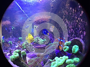 Nemo, Dori, Yellow Tang and Trumpet Kriptonite Coral Fish Tank
