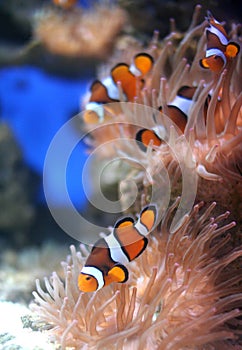 Nemo fish