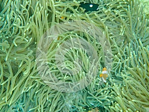 Nemo fish and anemone