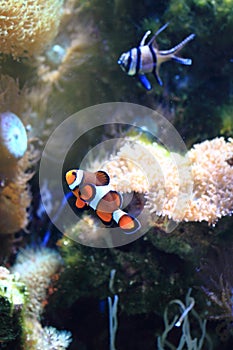 Nemo fish (clown fish)