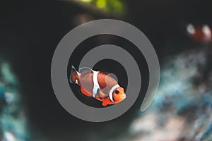 Nemo fish or clown fish swimming around aquarium tank. Fish with red and white strip
