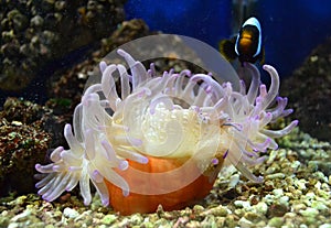 Nemo fish and sea anemone