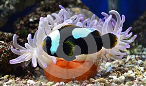 Nemo fish and sea anemone