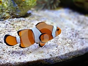 Nemo fish swim peacefully free