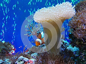 Nemo the fish photo