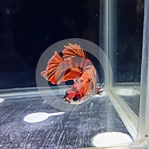 Nemo Galaxi Betta Fish Pose