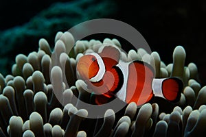 Nemo in grey anemone