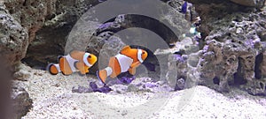 Nemo hiding in the coral