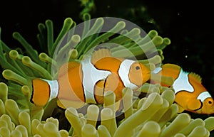 Nemo at home