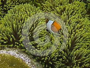 Nemo from Raja Ampat Papua