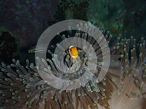 Nemo and sea anemone