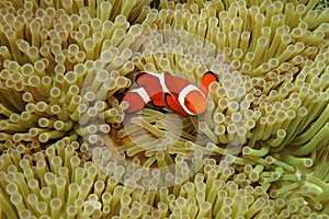 Nemo in sea anemones