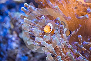 Nemo in sea anemones