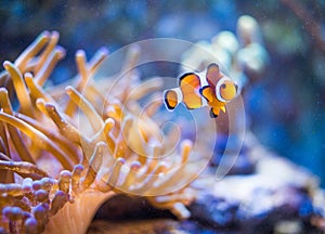 Nemo in sea anemones