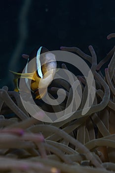 Nemo Swimming within Anemone Underwater