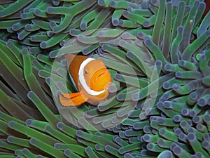 Nemo True Clown Anemonefish