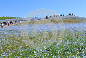 Nemophila