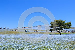 Nemophila