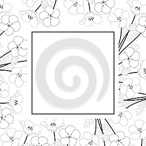 Nemophila Baby Blue Eyes Flower Banner Card Outline. Vector Illustration