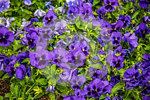 Nemophila or Baby blue eyes flower fields in garden