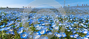 Nemophila (baby blue eyes flowers)