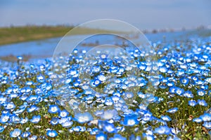 Nemophila (baby blue eyes flowers)