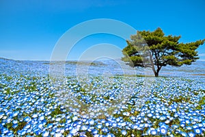 Nemophila (baby blue eyes flowers) flower field, blue flower carpet