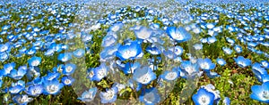 Nemophila (baby blue eyes flowers) flower field, blue flower carpet