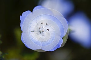 Nemophila (baby blue eyes) Flowers in Full Bloom at Hitachi Seaside Park in Ibaraki, Japan.