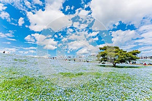 Nemophila (Baby blue eyes) at Hitachi Seaside Park 2023