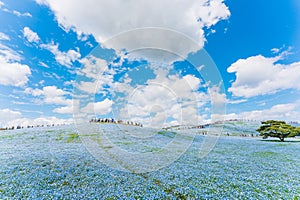 Nemophila (Baby blue eyes) at Hitachi Seaside Park 2023