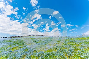 Nemophila (Baby blue eyes) at Hitachi Seaside Park 2023