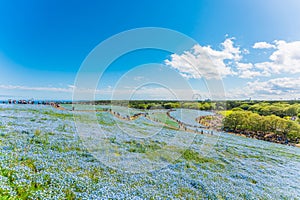 Nemophila (Baby blue eyes) at Hitachi Seaside Park 2023