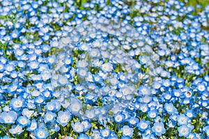 Nemophila (Baby blue eyes) at Hitachi Seaside Park 2023