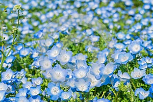 Nemophila (Baby blue eyes) at Hitachi Seaside Park 2023