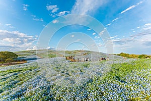 Nemophila (Baby blue eyes) at Hitachi Seaside Park 2023