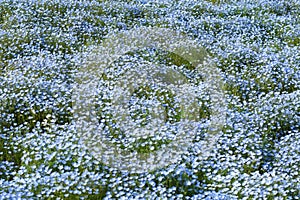 Nemophila or Baby blue eyes, Japan